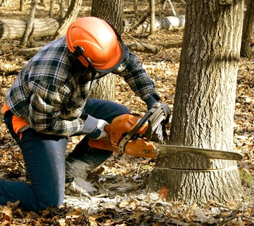 Tree Removal in Kingston, OH